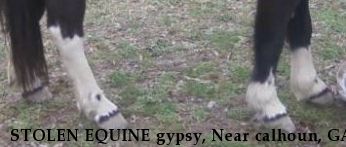 STOLEN EQUINE gypsy, Near calhoun, GA, 30701